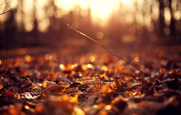 Autumn, flower, leaves, the sun, macro, flowers, background, pink