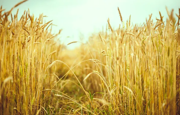Picture wheat, field, summer, the sun, macro, background, Wallpaper, rye