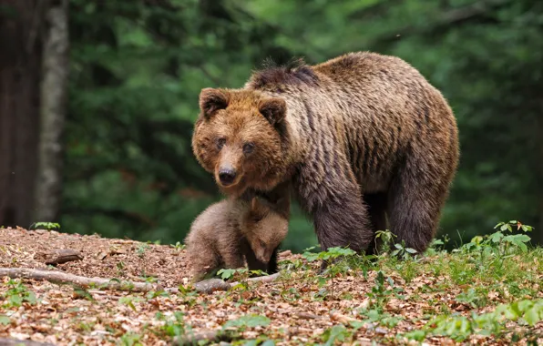 Forest, nature, pose, bear, bears, bear, bear, brown