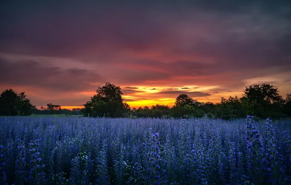 Picture field, summer, sunset, flowers