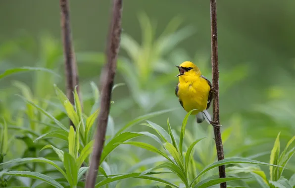 Branch, bird, baby