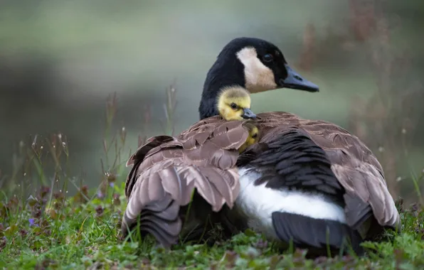 Birds, bird, glade, spring, baby, duck, duck, chick