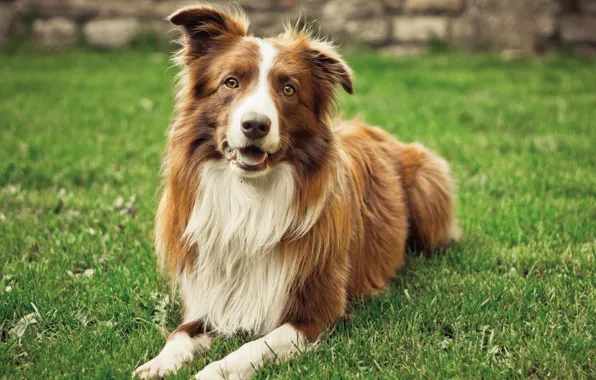 Summer, grass, dog