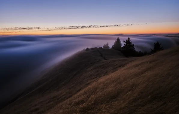 Picture forest, the sky, fog, the evening, morning, CA, USA