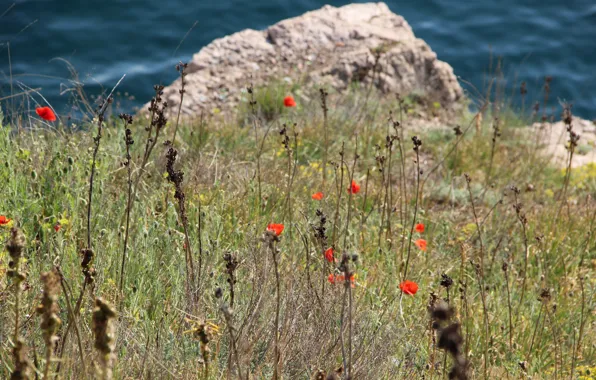 Sea, grass, stones, wildflowers