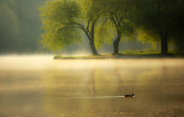 Fog, river, morning, duck