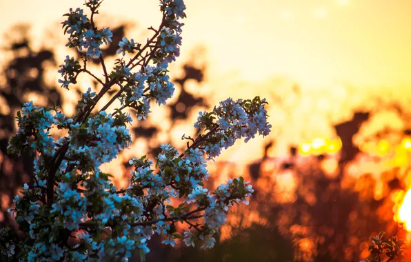 Picture trees, sunset, nature, cherry, village