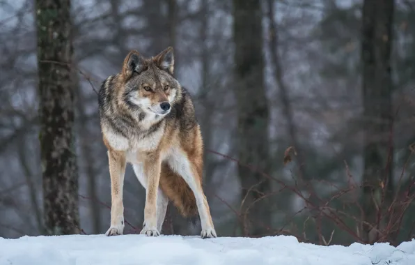 Pose, wolf, predator, attention, alertness