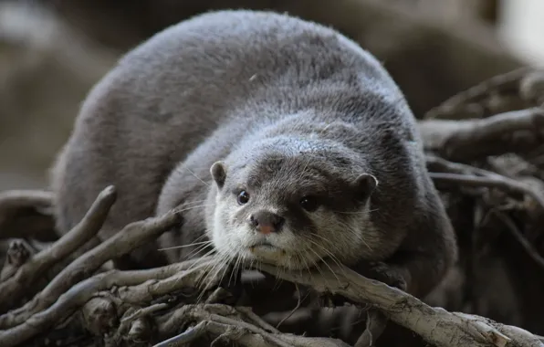 Picture look, animal, otter