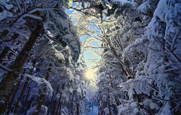 Picture winter, frost, forest, the sky, the sun, light, snow, branches