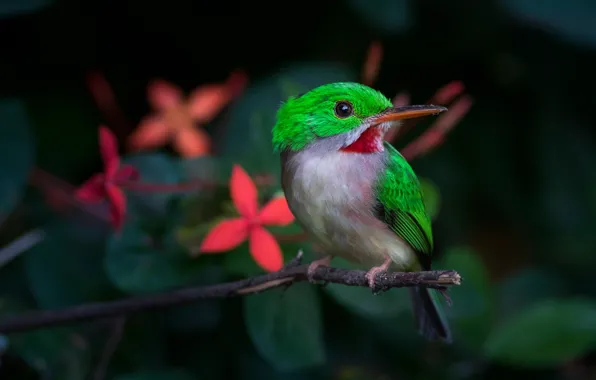 Picture leaves, flowers, branches, green, the dark background, bird, Kingfisher