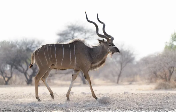 Savannah, horns, antelope