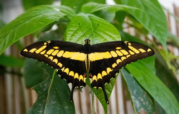 Leaves, microsemi, wings, Butterfly, insect, beautiful, closeup