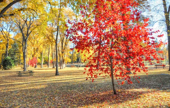 Picture autumn, trees, bench, pond, Park, square, the crimson