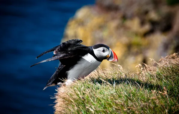 Grass, bird, blur, Atlantic puffin, Fratercula arctica, Puffin