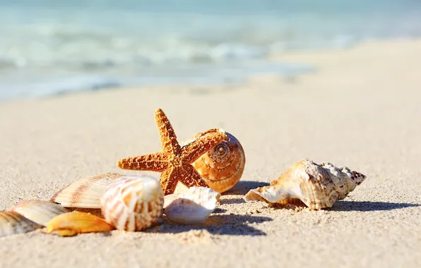 Picture sand, sea, beach, shore, shell, summer, beach, sea