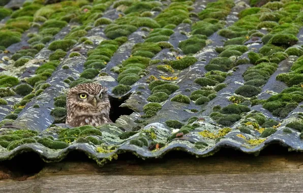 Roof, background, owl