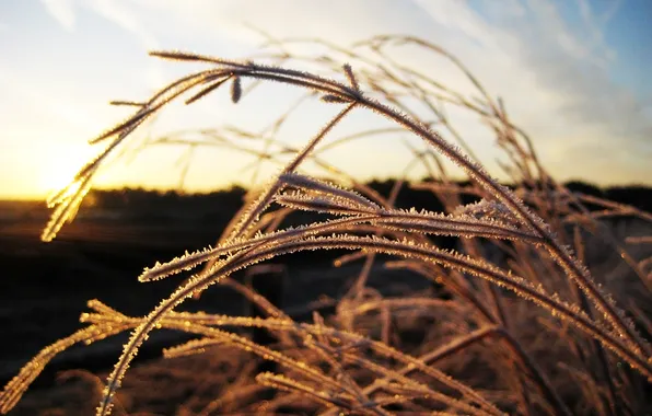 Picture frost, the sky, grass, the sun, macro, A blade of grass, frost