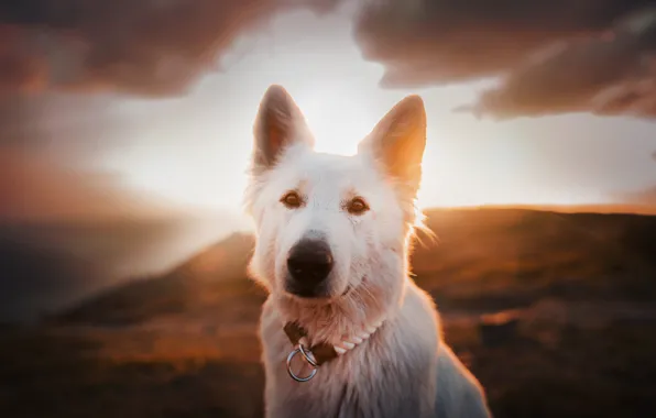 Picture look, face, sunset, dog, The white Swiss shepherd dog