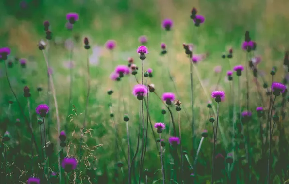 Field, flowers, stalks