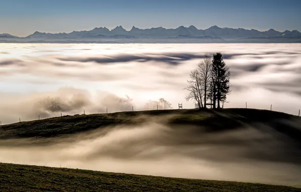 Picture trees, mountains, fog