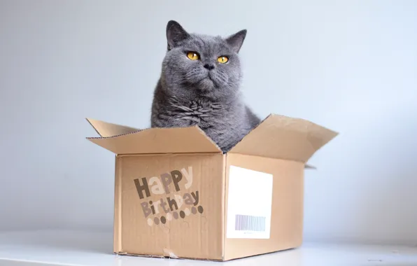 Cat, cat, grey, background, birthday, box, gift, the game