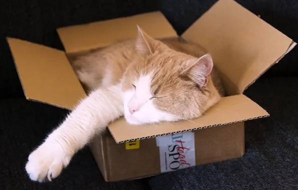 Picture cat, box, sleeping