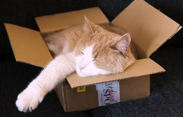 Cat, box, sleeping