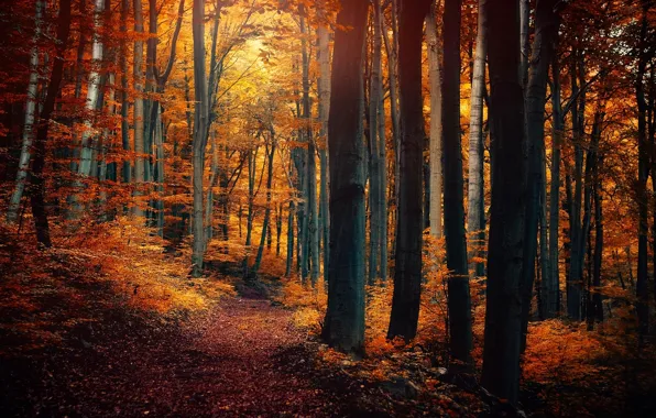 Picture autumn, forest, leaves, trees, nature, yellow, orange, path
