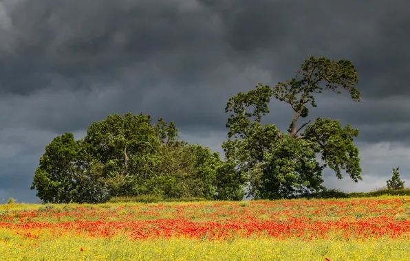 Field, summer, the sky, trees, flowers, clouds, Maki, meadow