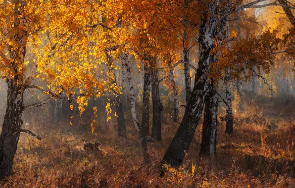 Yellow leaves, morning mist, birch grove, Marateaman