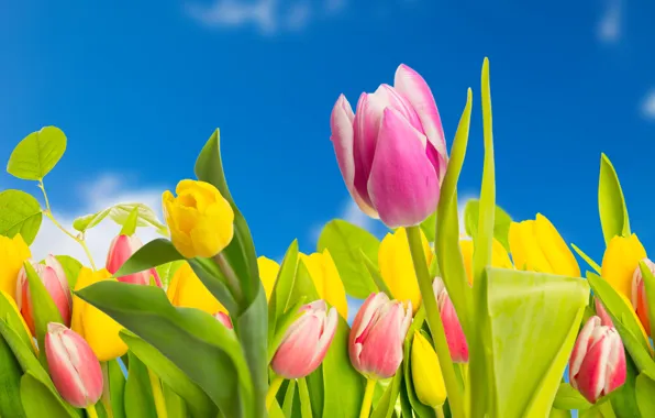 The sky, flowers, tulips, yellow-pink