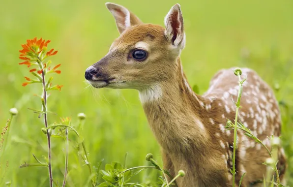 Picture summer, grass, eyes, face, fawn