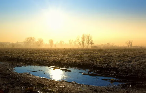 Picture field, light, fog, morning