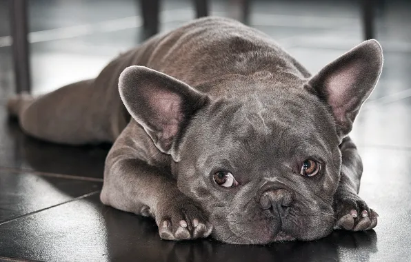 Picture French bulldog, Breed, the beauty of it.