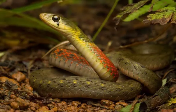 Forest, nature, snake, Rhabdophis subminiatus, Red necked keelback