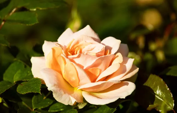 Leaves, light, flowers, yellow, roses, petals, garden, buds