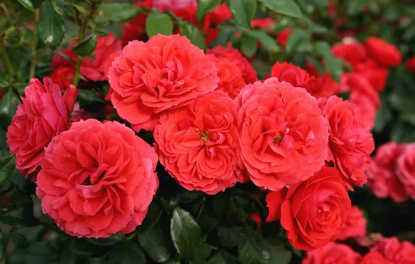 Red, Bush, roses