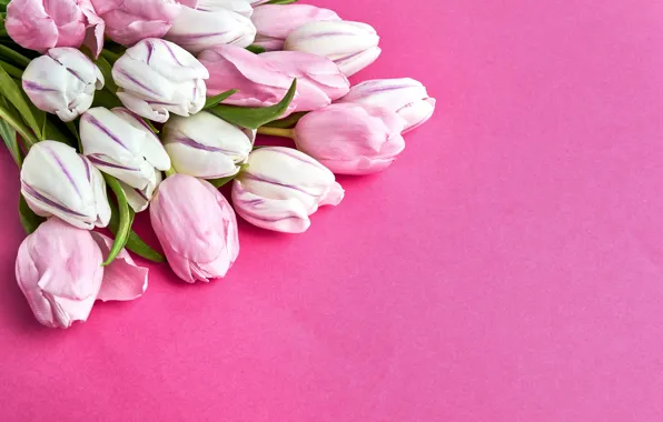 Picture flowers, bouquet, tulips, pink, pink background, pink, flowers, beautiful
