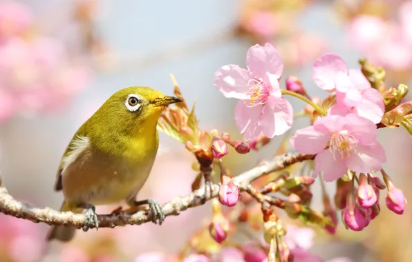 Light, flowers, branches, bird, spring, Sakura, pink, flowering