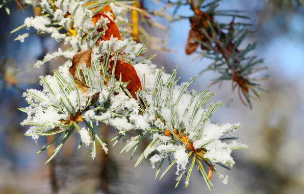 Winter, snow, pine, twig