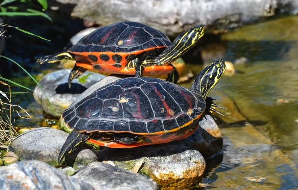 Water, stones, two, turtle, pair, a couple, Sunny, pond