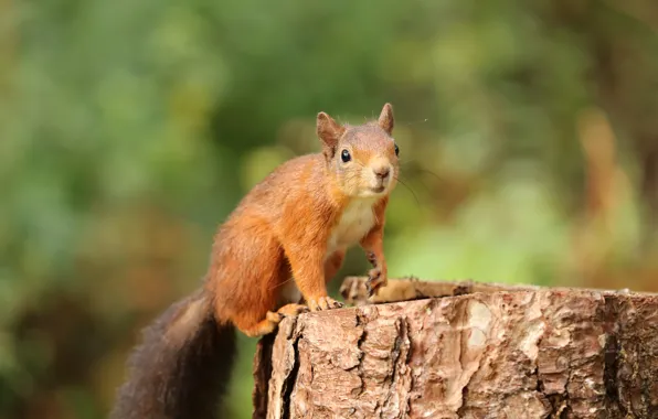 Picture look, nature, pose, stump, protein, muzzle, red, sitting