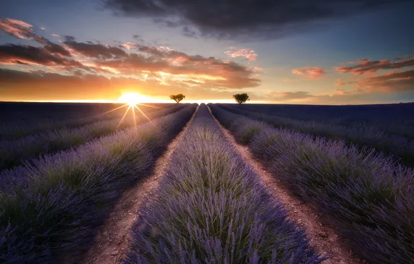 Field, sunset, lavender