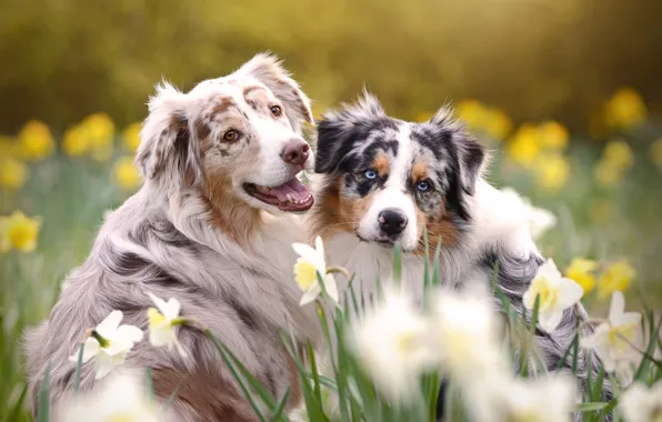 Animals, dogs, flowers, nature, spring, pair, daffodils, Aussie