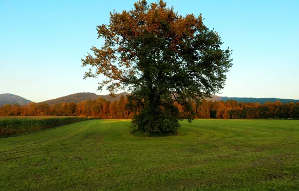 Picture Field, Tree, Autumn, Fall, Tree, Autumn, Colors, Field