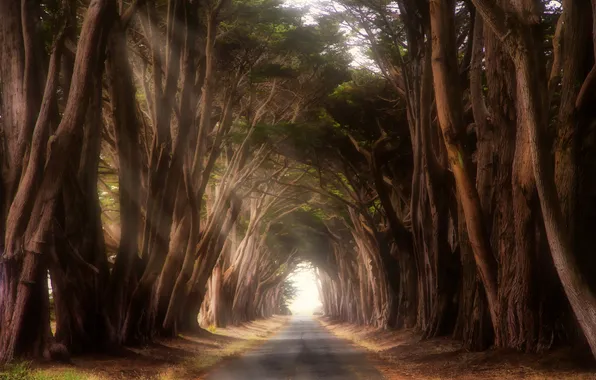 Road, trees, CA, USA, the tunnel, Point Reyes Station