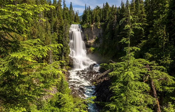 Picture greens, forest, the sun, trees, river, stones, rocks, waterfall