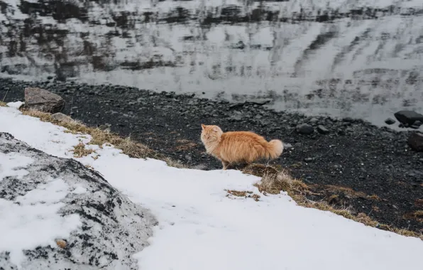Picture cat, snow, wool, red