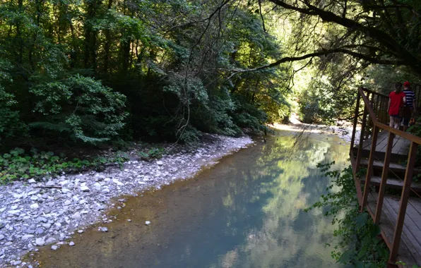 Summer, river, trail, grove, Sochi, boxwood